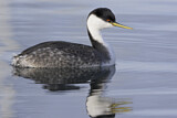 Image. Western Grebe