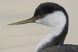 Image. Western Grebe