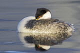 Image. Western Grebe