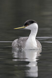 Image. Western Grebe