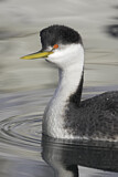 Image. Western Grebe