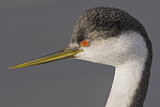 Image. Western Grebe