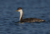 Image. Western Grebe