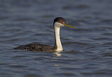 Image. Western Grebe