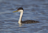 Image. Western Grebe