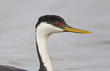 Image. Western Grebe