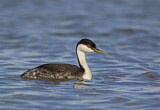 Image. Western Grebe