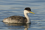 Image. Western Grebe