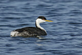 Image. Western Grebe
