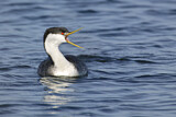 Image. Western Grebe