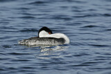 Image. Western Grebe