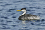 Image. Western Grebe