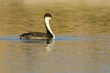 Image. Western Grebe