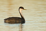 Image. Western Grebe