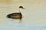 Image. Western Grebe