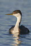 Image. Western Grebe