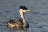 Image. Western Grebe