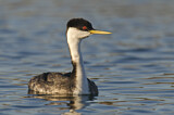Image. Western Grebe