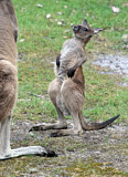 Image. Western Grey Kangaroo