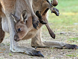 Image. Western Grey Kangaroo