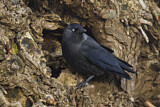 Image. Western Jackdaw