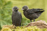 Image. Western Jackdaw