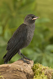 Image. Western Jackdaw