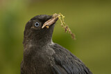 Image. Western Jackdaw