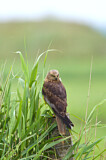 Image. Western Marsh Harrier