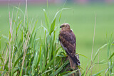 Image. Western Marsh Harrier