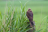 Image. Western Marsh Harrier
