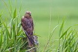 Image. Western Marsh Harrier