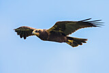 Image. Western Marsh Harrier