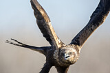 Image. Western Marsh Harrier