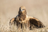 Image. Western Marsh Harrier