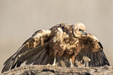 Image. Western Marsh Harrier