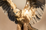 Image. Western Marsh Harrier