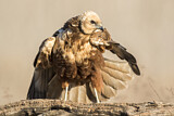 Image. Western Marsh Harrier