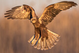 Image. Western Marsh Harrier