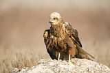Image. Western Marsh Harrier