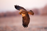 Image. Western Marsh Harrier