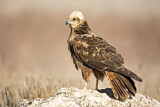 Image. Western Marsh Harrier
