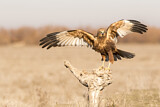 Image. Western Marsh Harrier