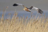 Image. Western Marsh Harrier