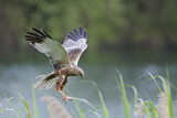 Image. Western Marsh Harrier