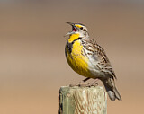 Image. Western Meadowlark