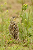 Image. Western Meadowlark
