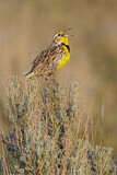 Image. Western Meadowlark