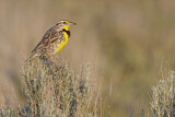 Image. Western Meadowlark