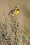Image. Western Meadowlark